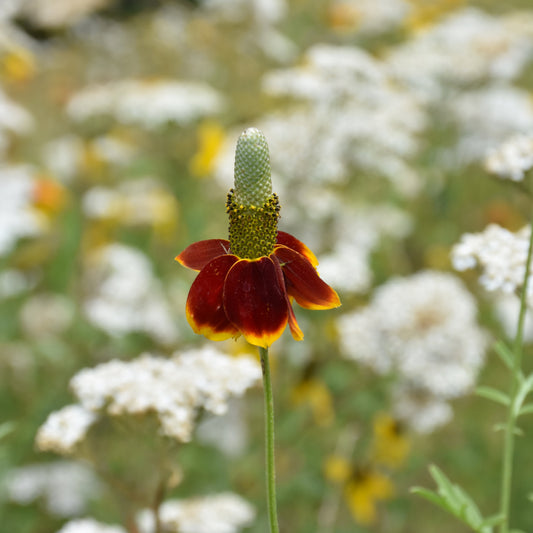 Ratibida columnifera 'Red Midget'