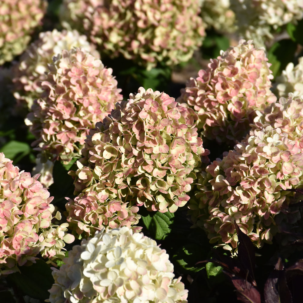 Little Lime Punch® Hydrangea