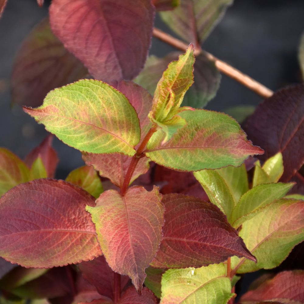 Midnight Sun® Reblooming Weigela