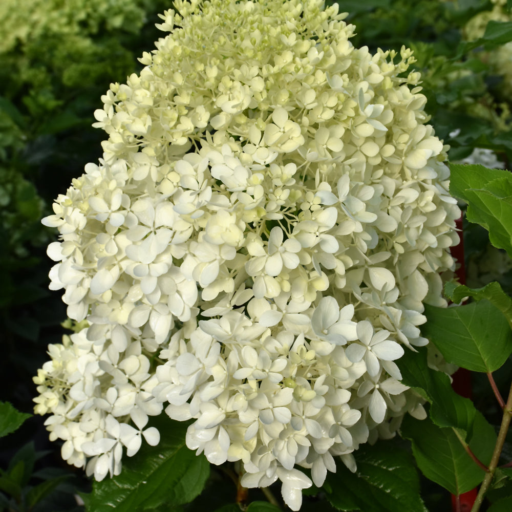 Hydrangea paniculata 'NCHP1'