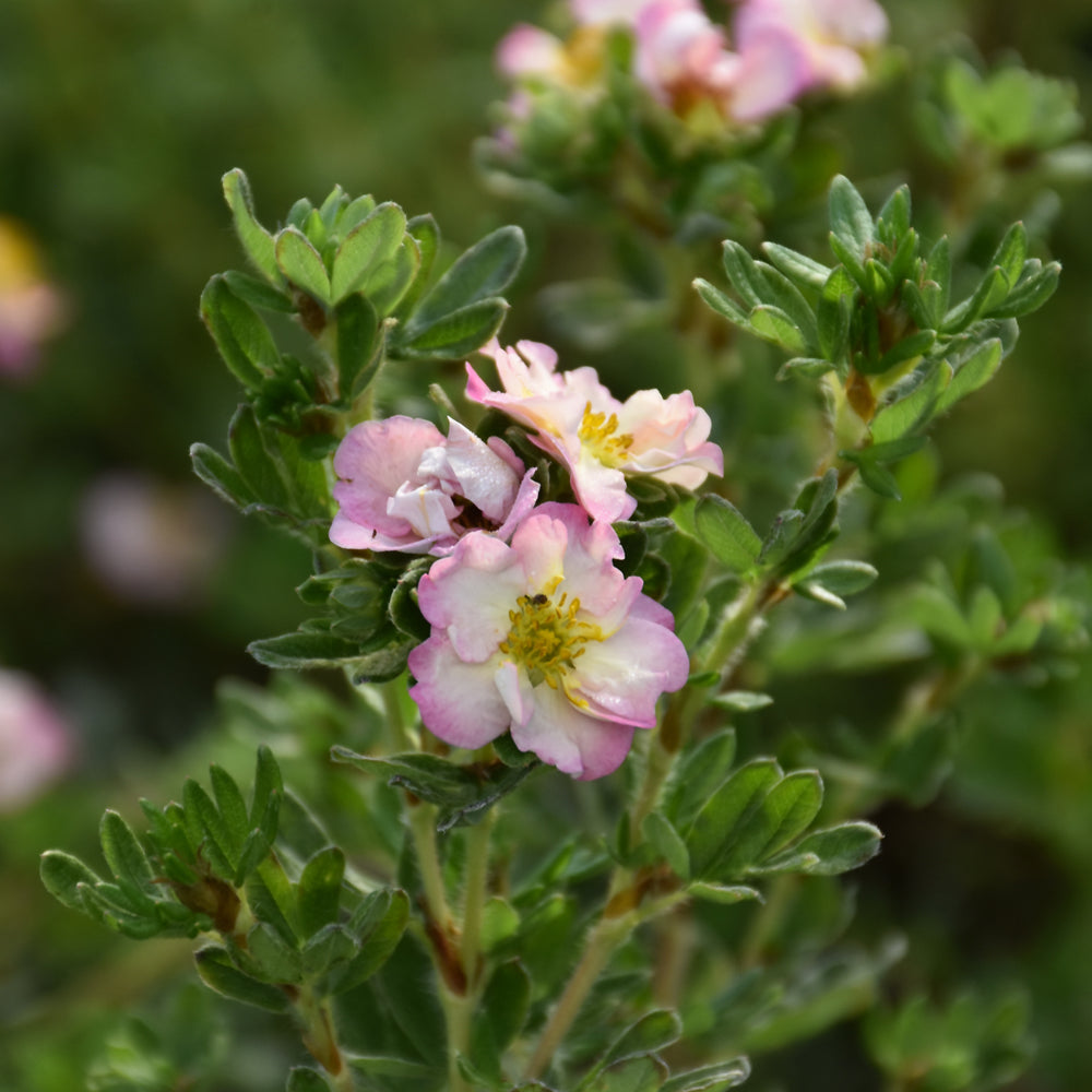 Happy Face Hearts® Potentilla