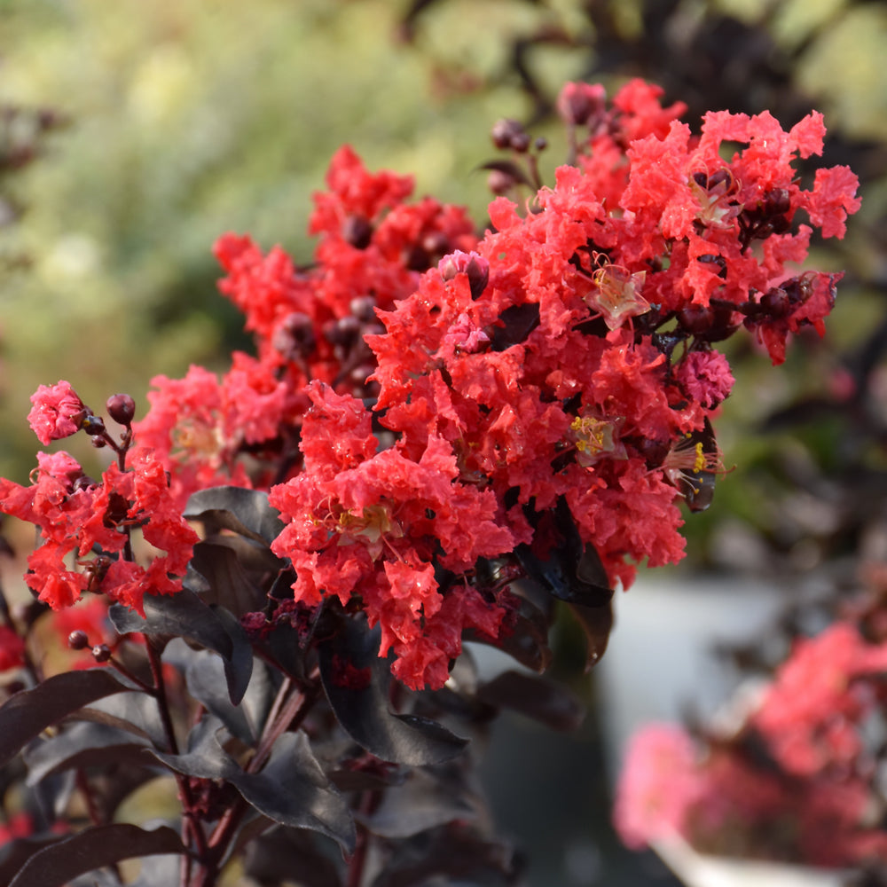 Lagerstroemia indica 'SMNLCIBF'