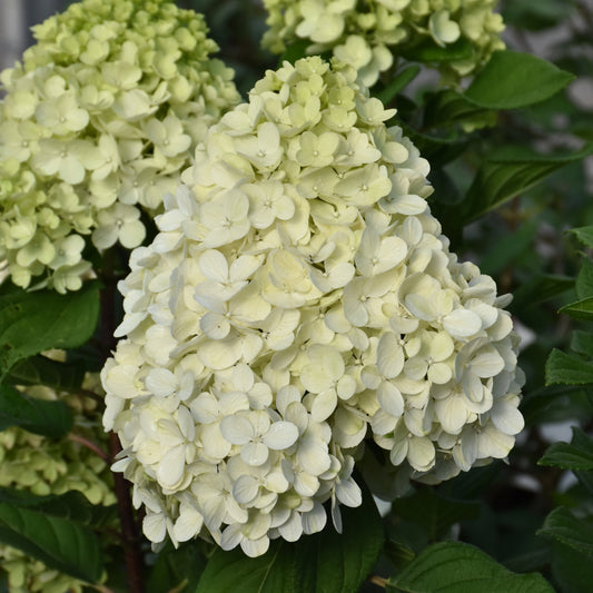 Hydrangea paniculata 'SMNHPH'