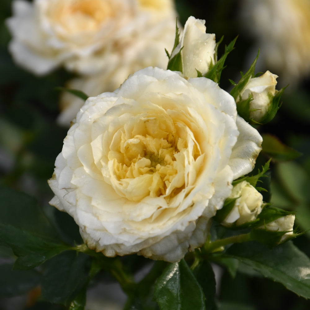 Rosa 'BOZFRA121'