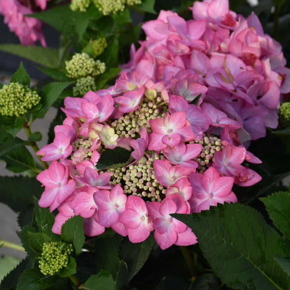 Let's Dance Can Do!® Hydrangea