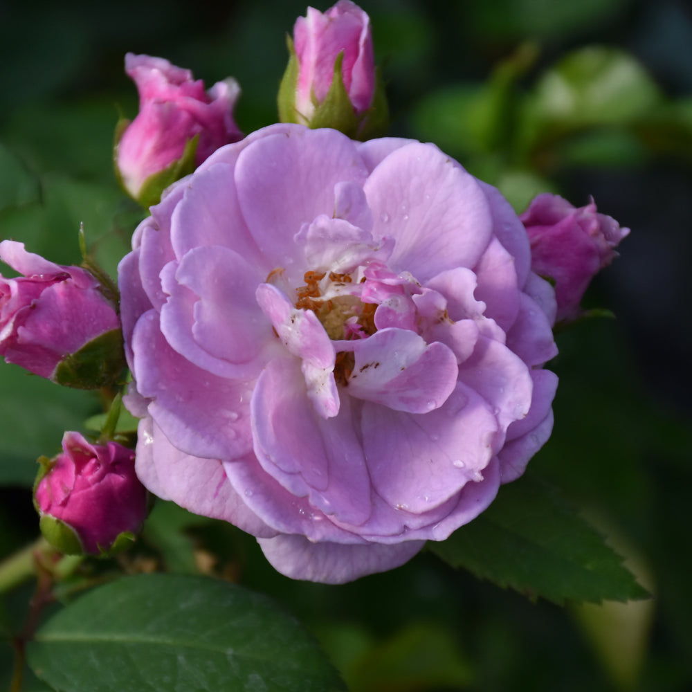 Rosa 'ChewLilacdays'