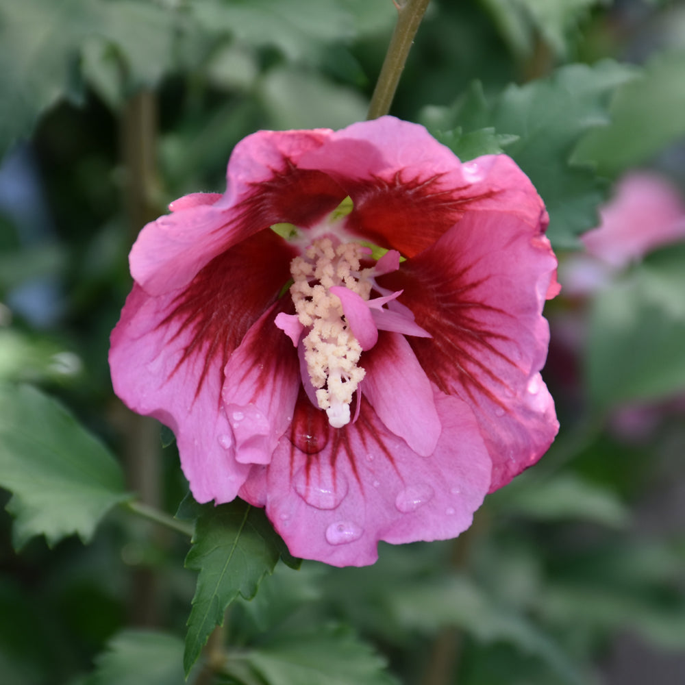 Hibiscus syriacus 'GFNHSRP'