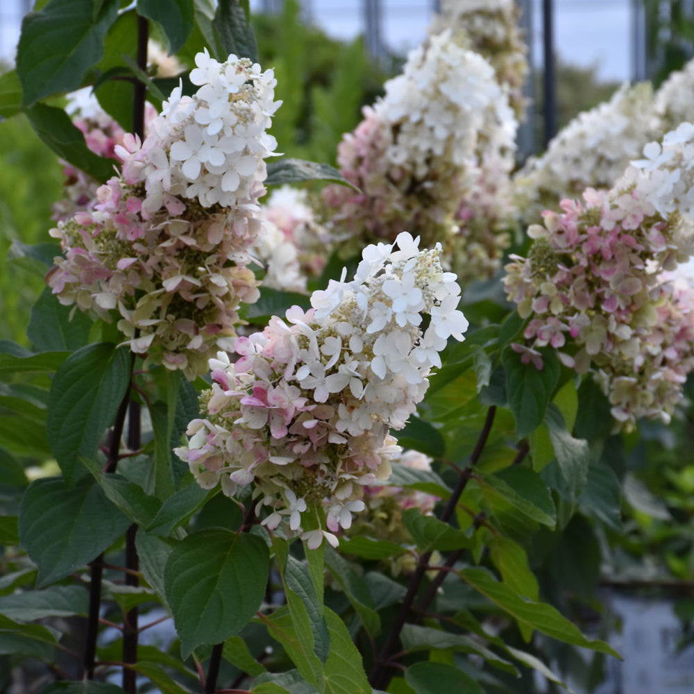 Hydrangea paniculata 'ILVOHPPRM'