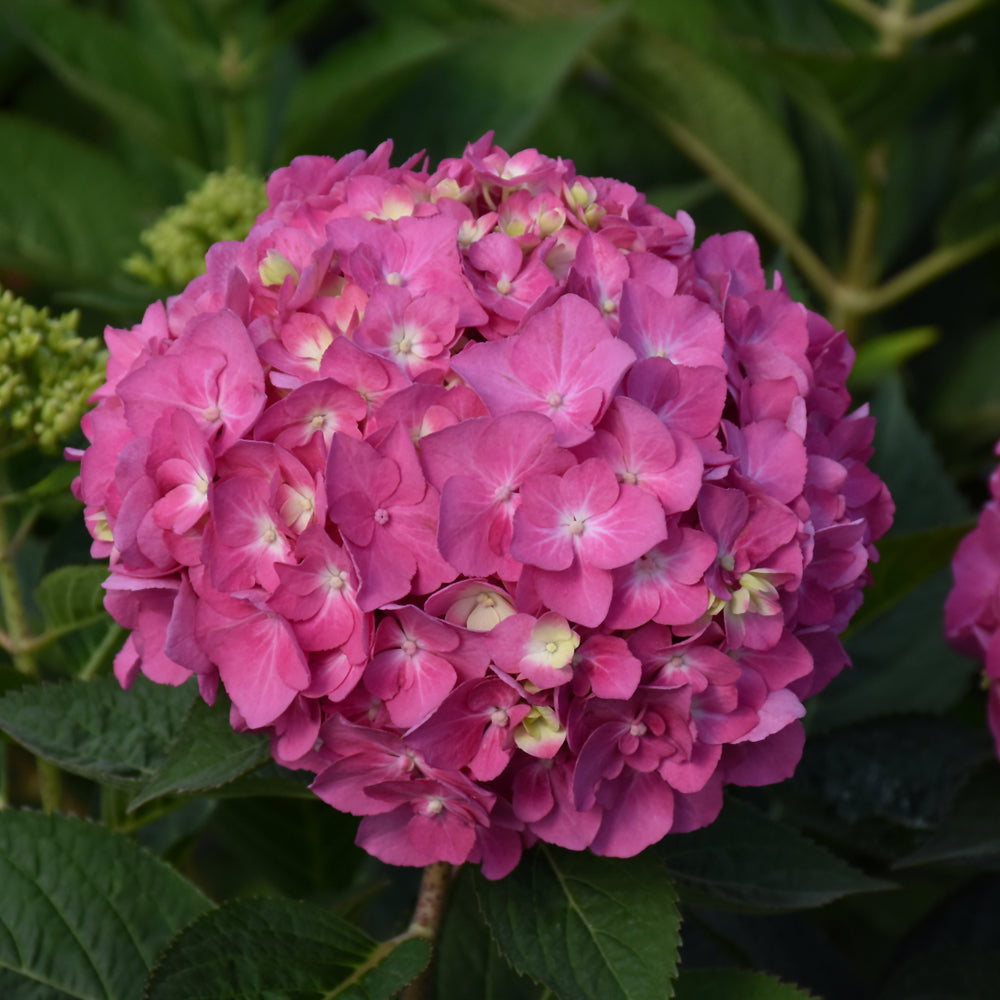 Let's Dance Arriba!® Hydrangea