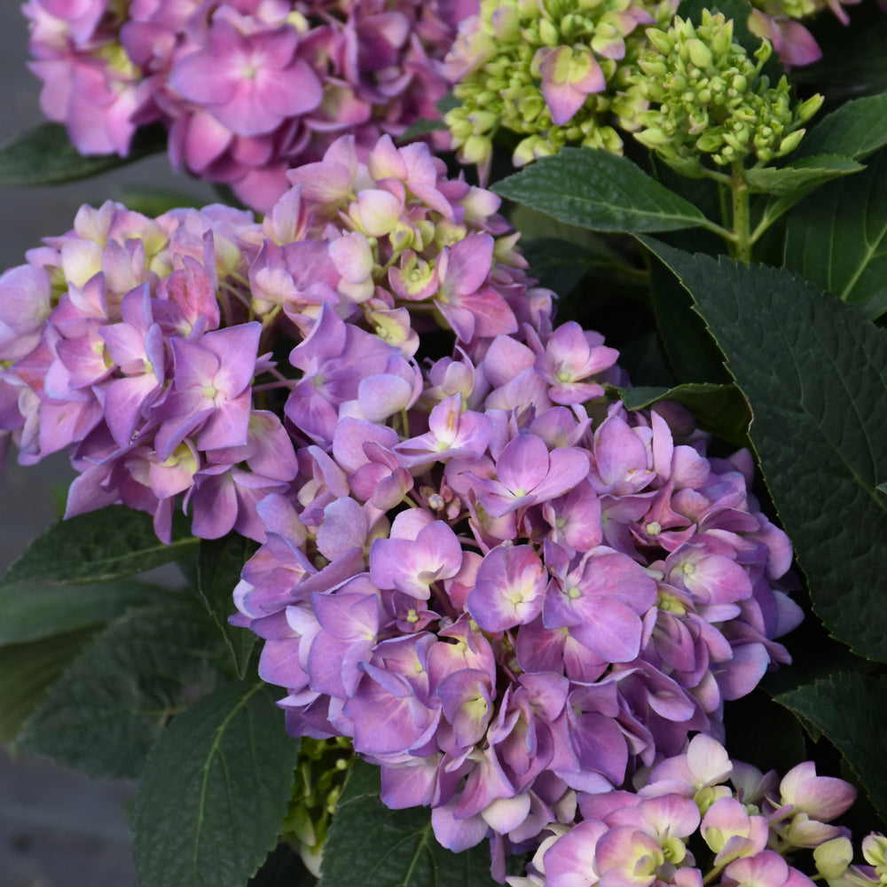 Let's Dance Sky View® Hydrangea