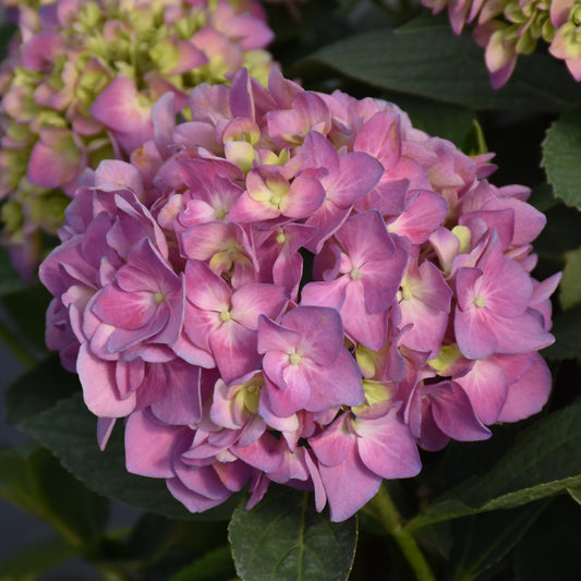 Hydrangea 'SMNHSME'