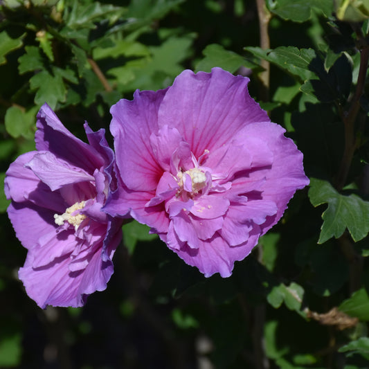 Hibiscus syriacus 'SMNHSPCL'