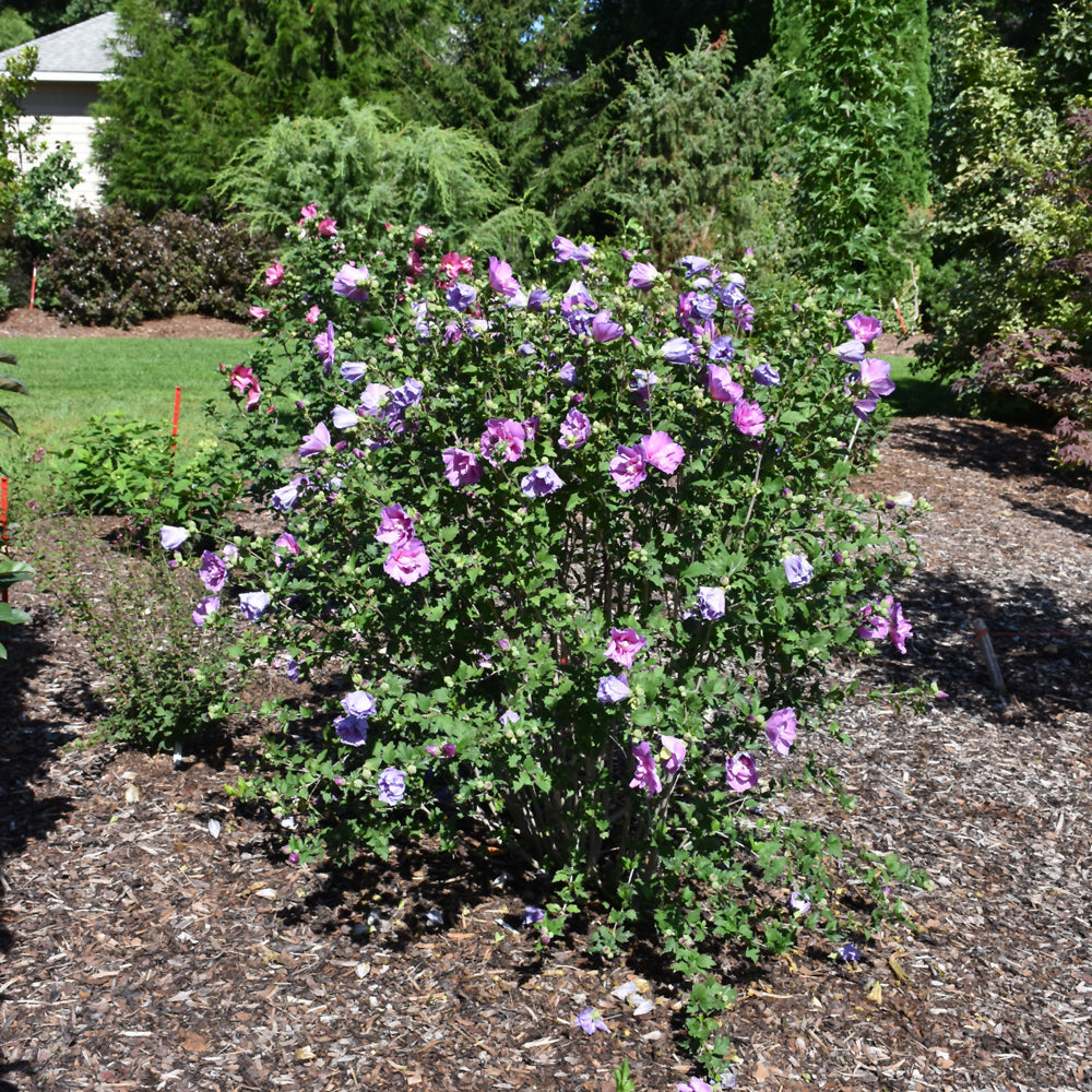 Dark Lavender Chiffon® Rose Of Sharon