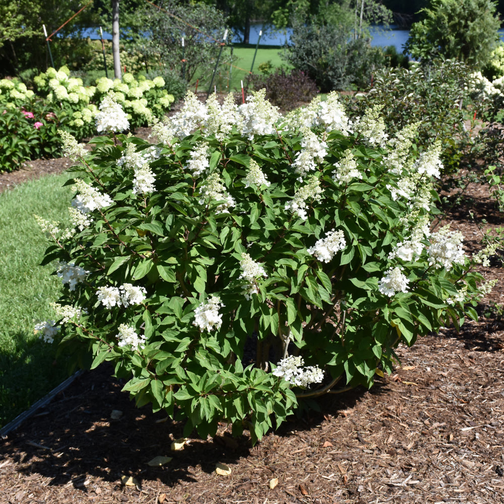 Pinky Winky Prime™ Hydrangea