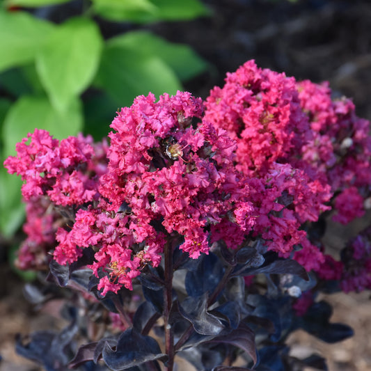 Lagerstroemia indica 'SMNLIG'