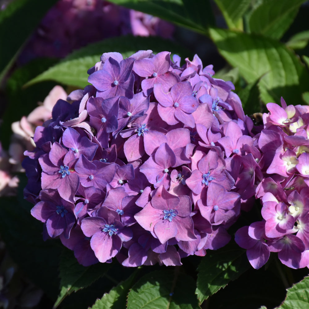 Hydrangea 'SMNHSC'