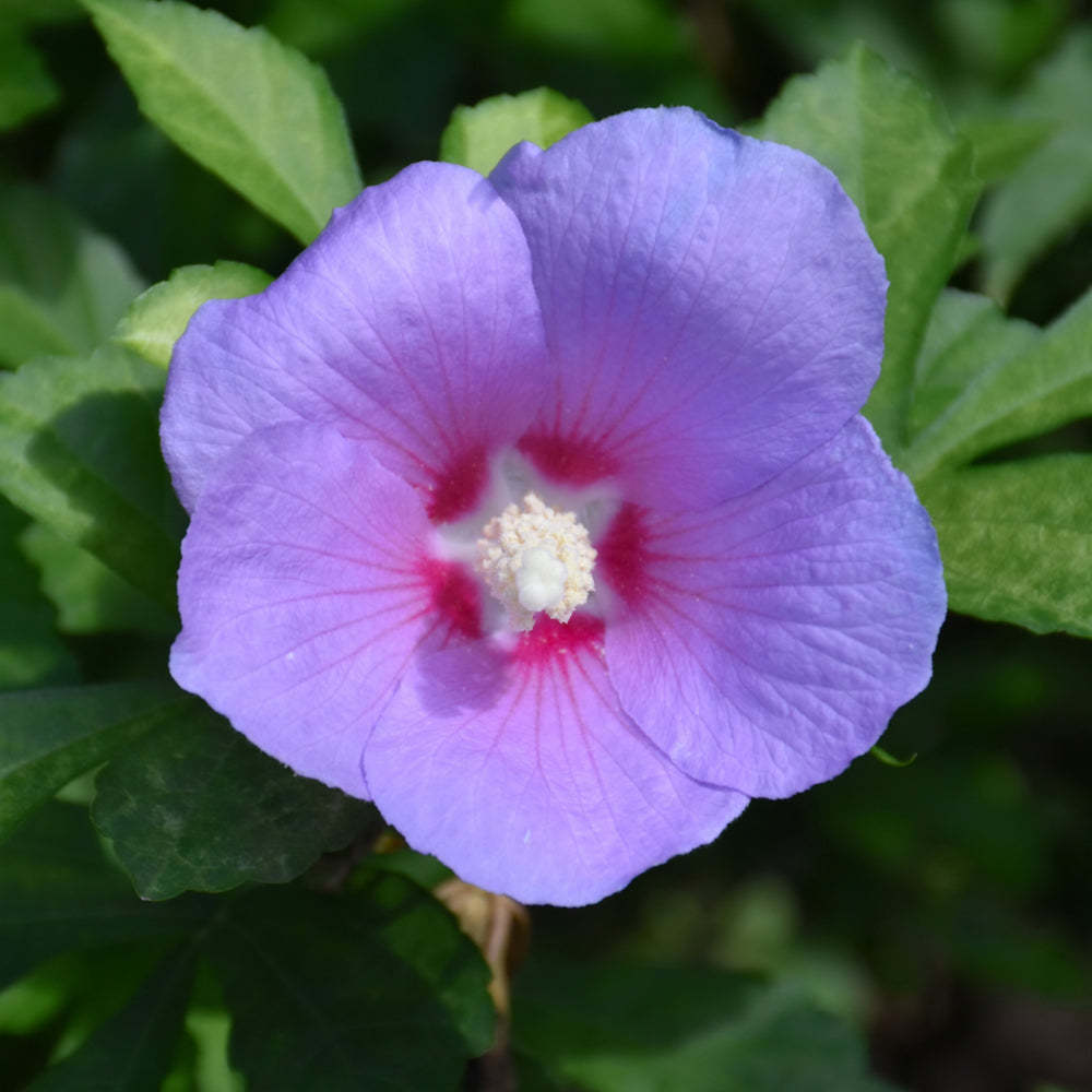 Hibiscus syriacus 'Minpapan1'