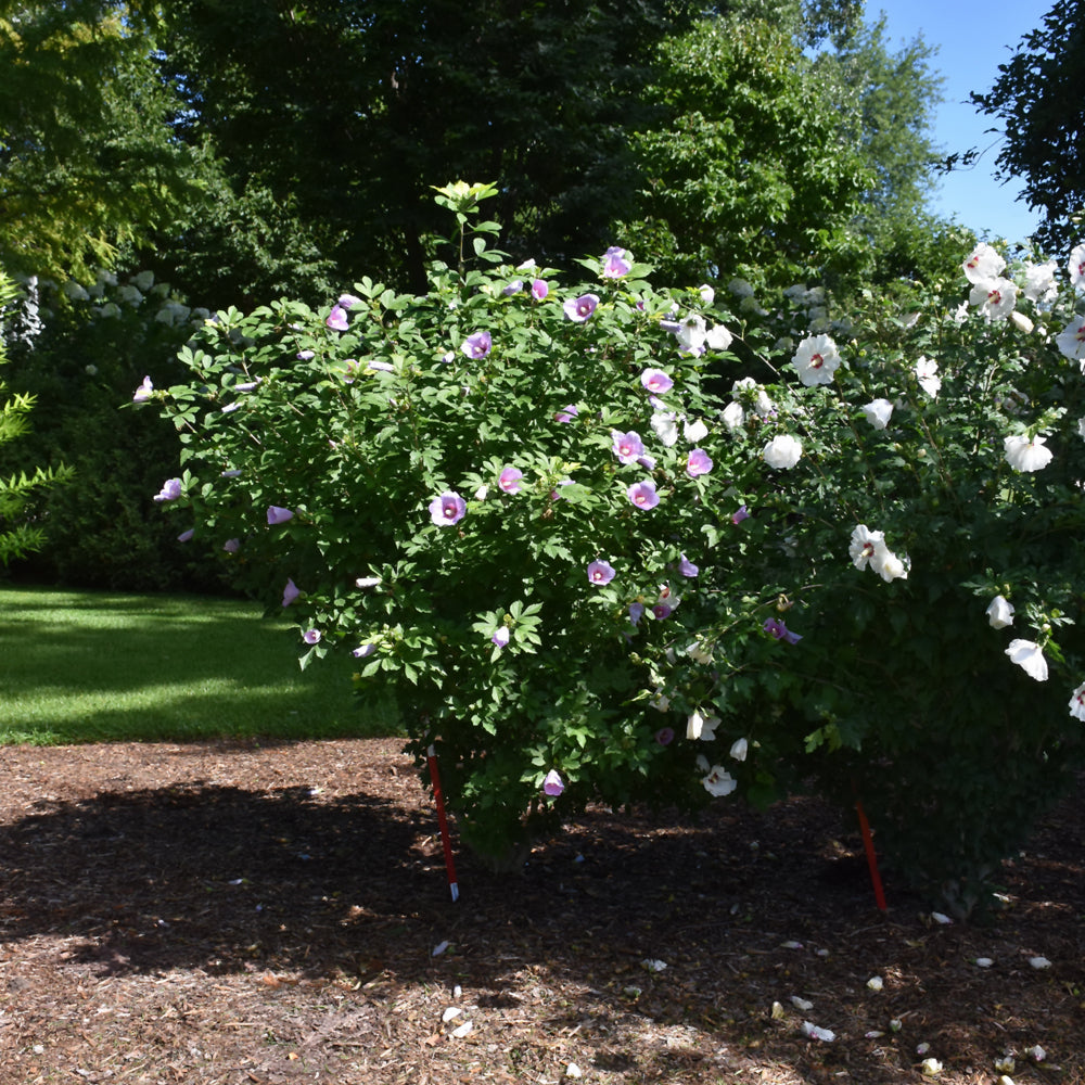 Paraplu Adorned™ Rose of Sharon