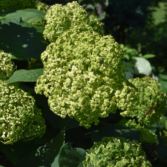 Hydrangea arborescens 'SMNHRL'