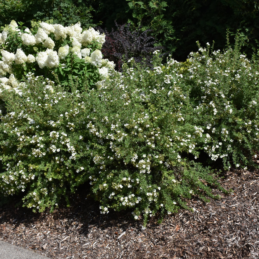 Happy Face® White Potentilla