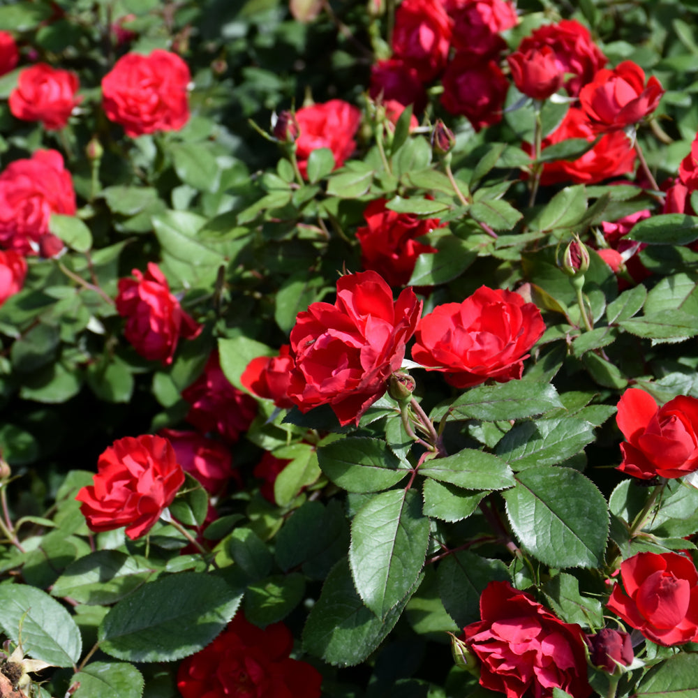 Oso Easy Double Red® Rose