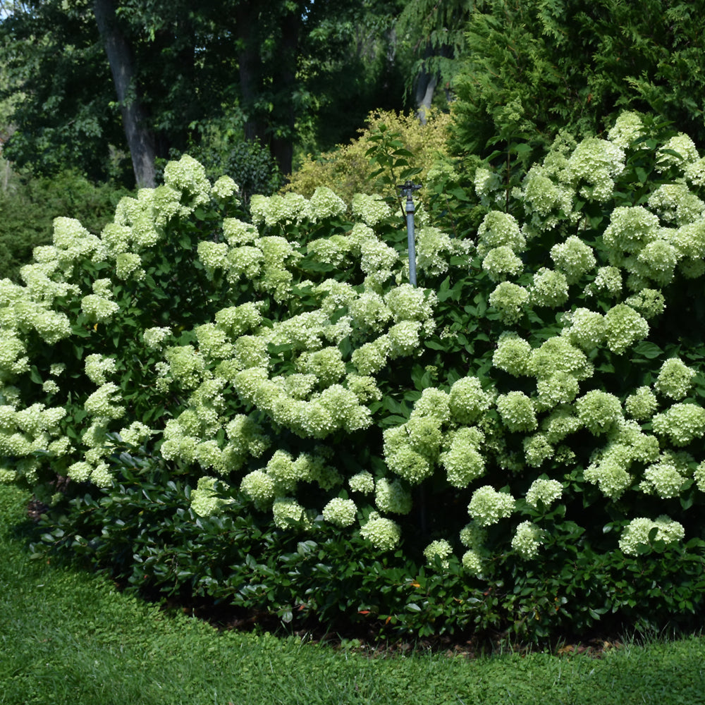 Little Lime® Hydrangea