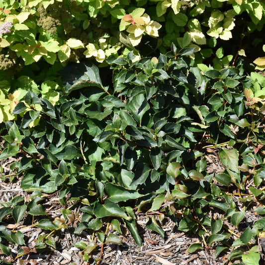 Schizophragma hydrangeoides 'Minsens'