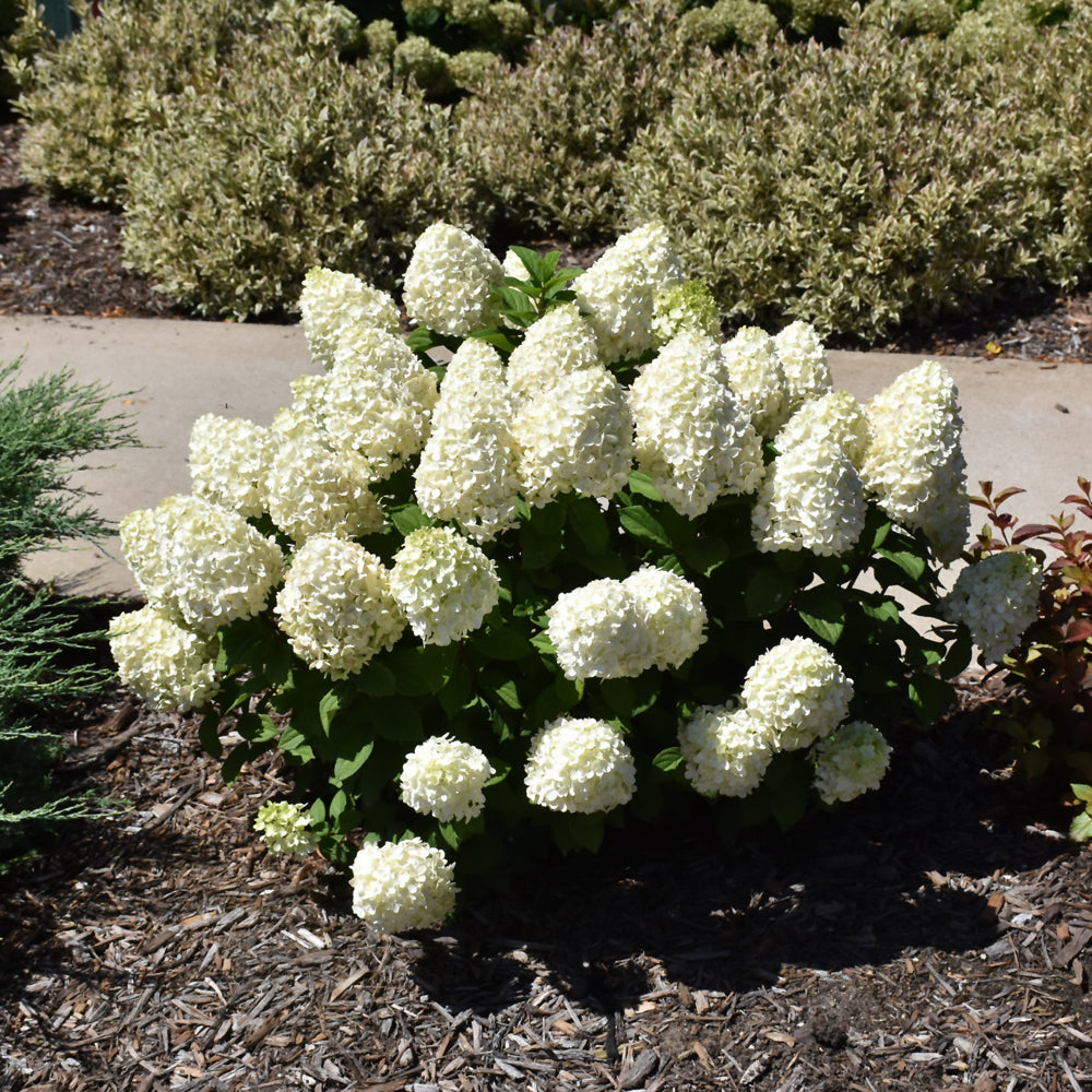 Little Lime Punch® Hydrangea