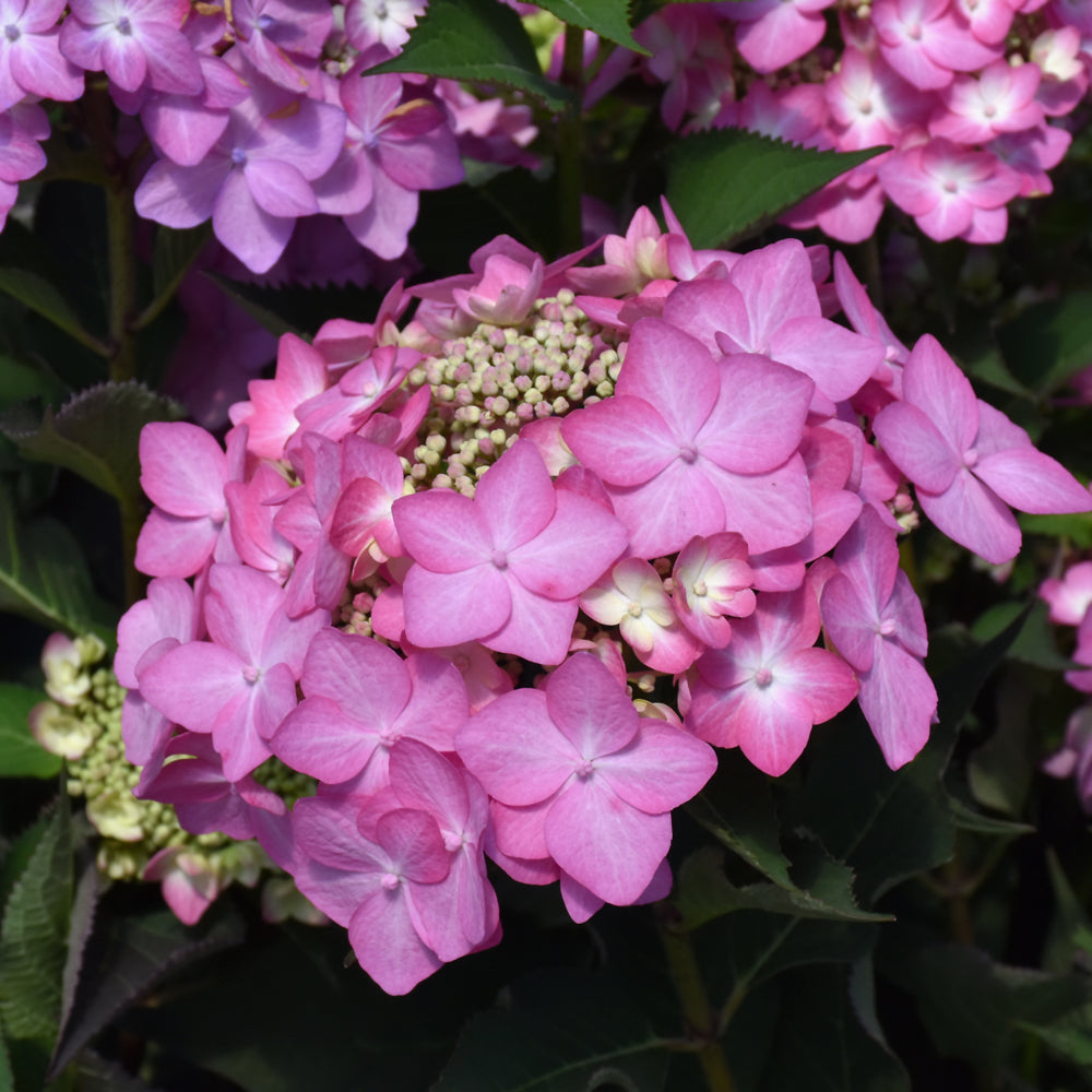 Hydrangea 'SMNHSI'