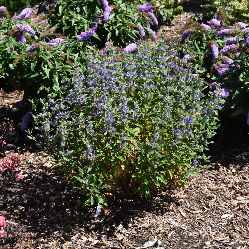 Beyond Midnight® Caryopteris