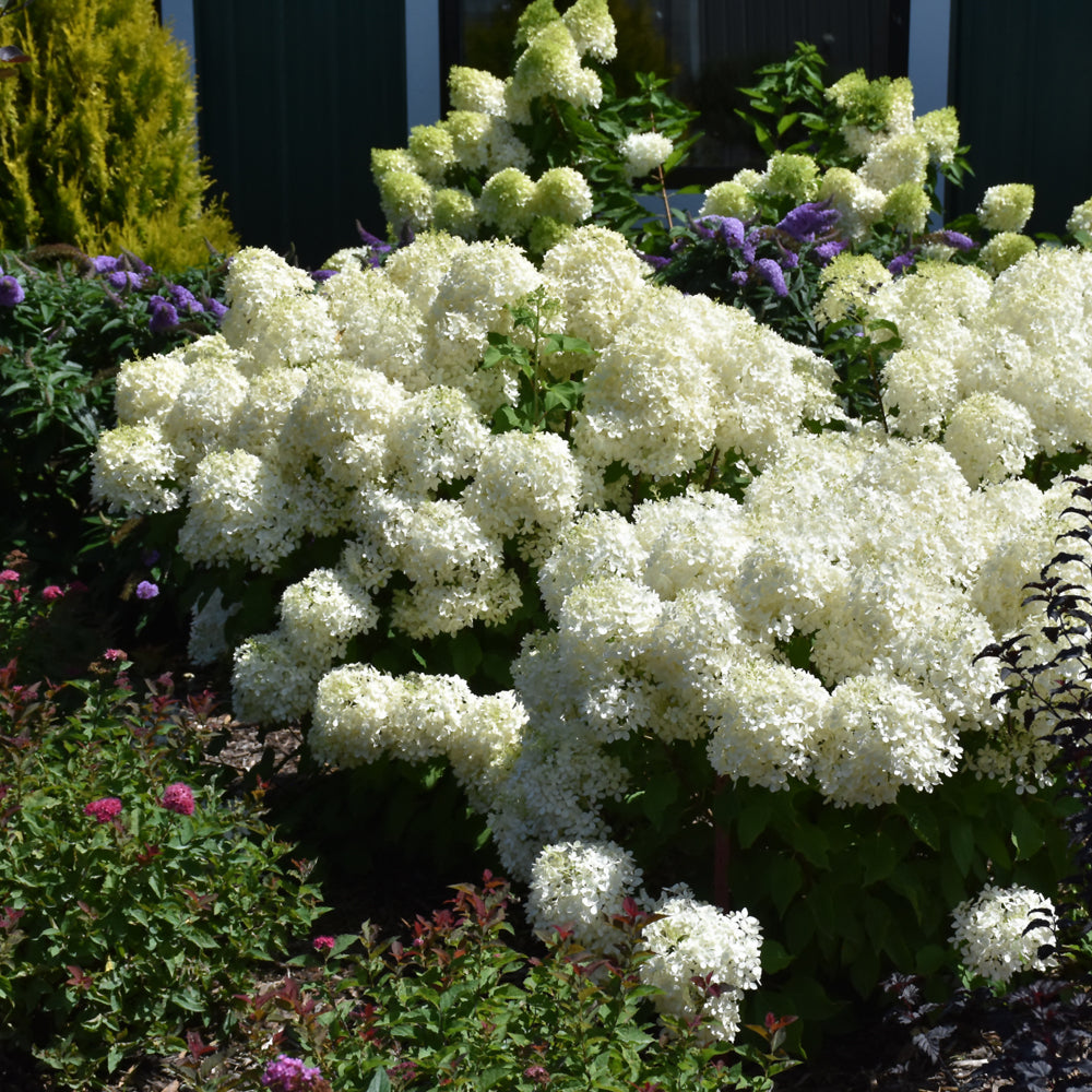 Puffer Fish® Hydrangea