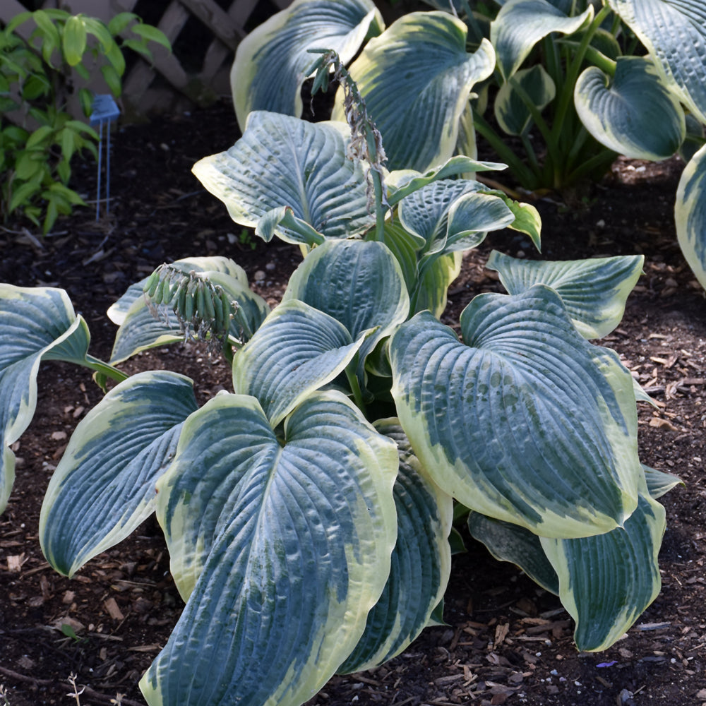 Hosta 'Gigantosaurus'