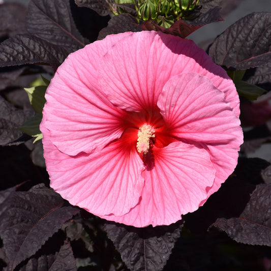 Hibiscus 'Edge Of Night'