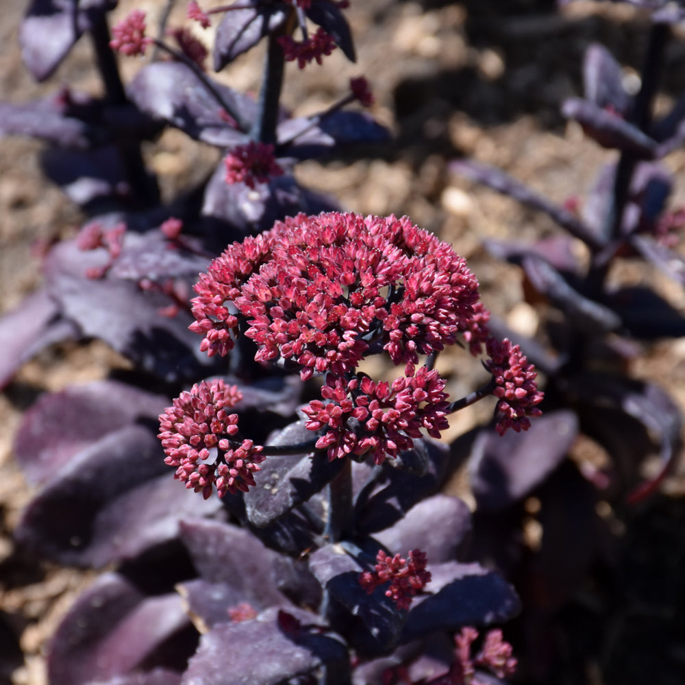 Sedum 'Midnight Velvet'