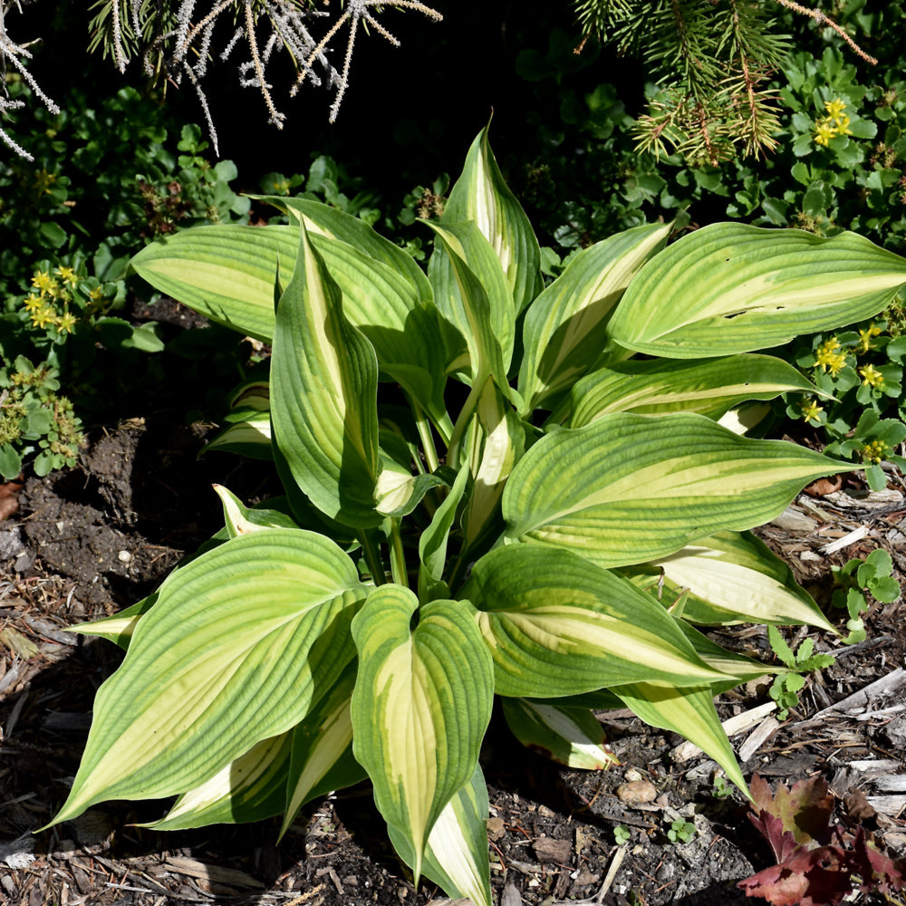 Hosta 'Love Story'