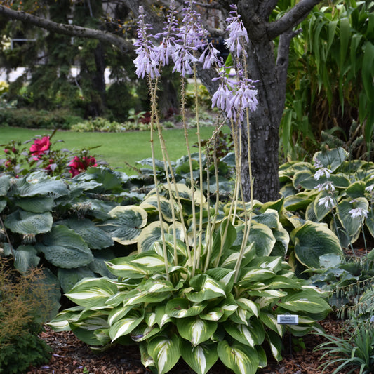 Hosta 'Miss America'