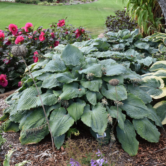 Hosta 'Diamond Lake'