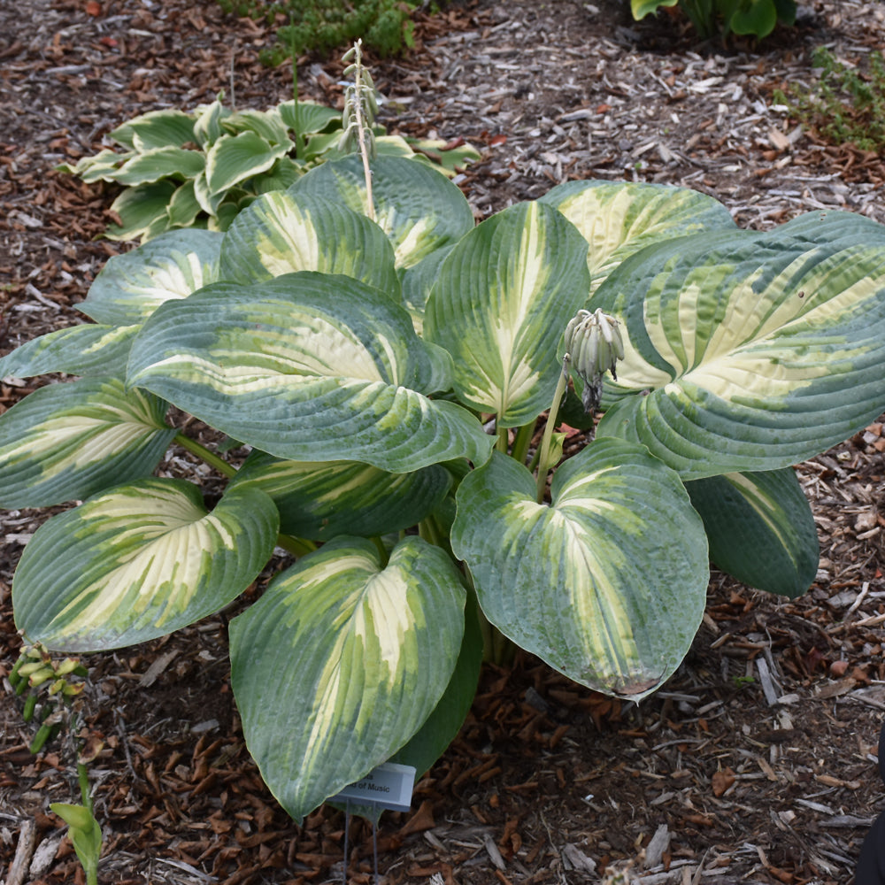 Hosta 'Sound Of Music'