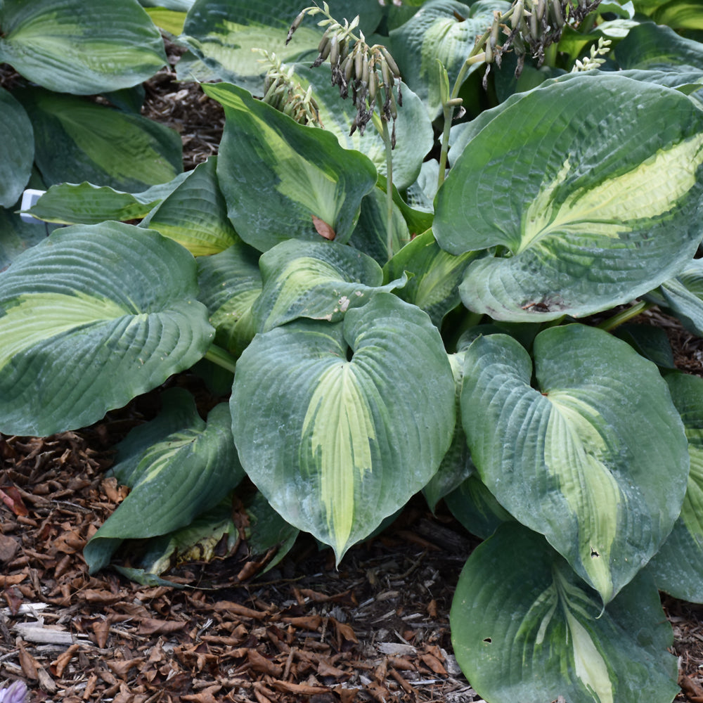 Shadowland® Hudson Bay Hosta