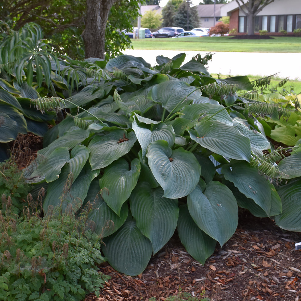 Hosta 'Empress Wu'