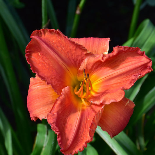 Hemerocallis 'South Seas'