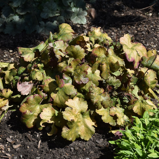 Heuchera 'Toffee Tart'