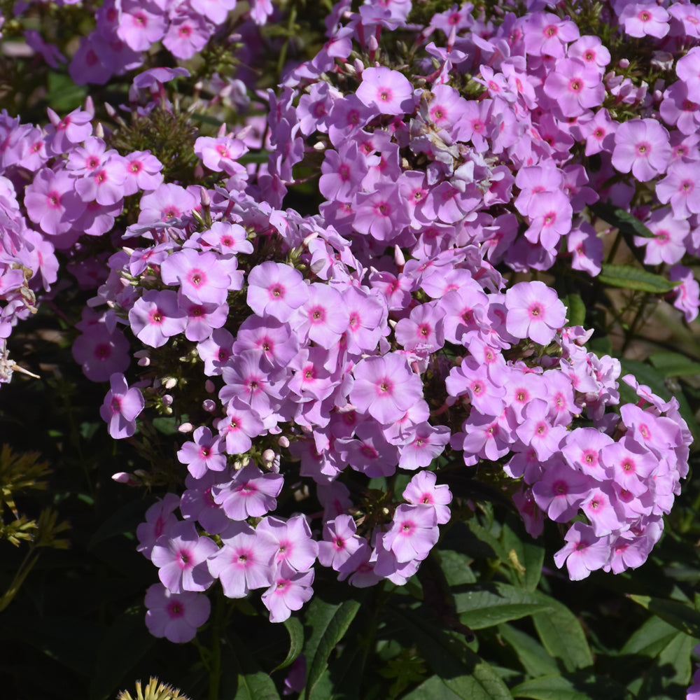 Phlox paniculata 'Opalescence'