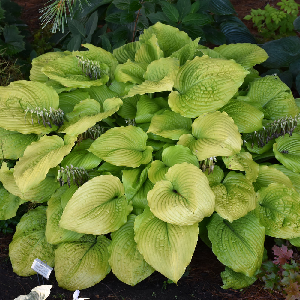 Hosta 'Coast to Coast'