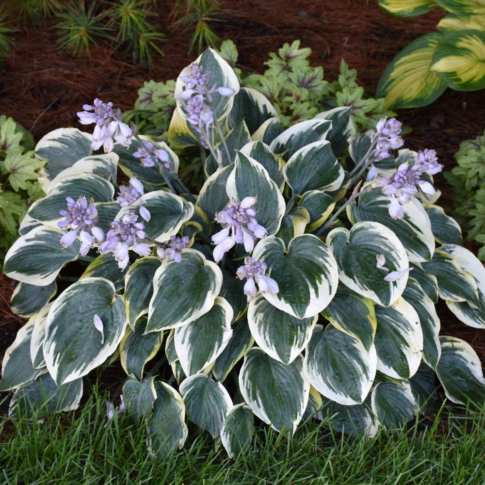 First Frost Hosta