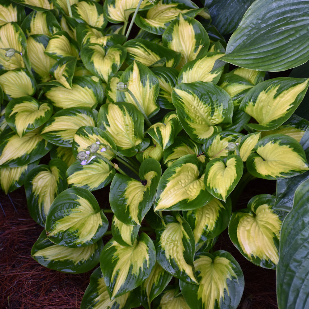 Hosta 'Etched Glass'
