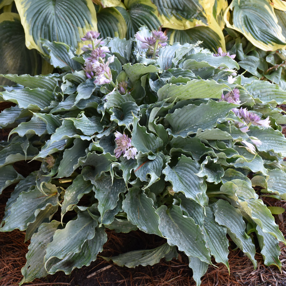 Hosta 'Waterslide'