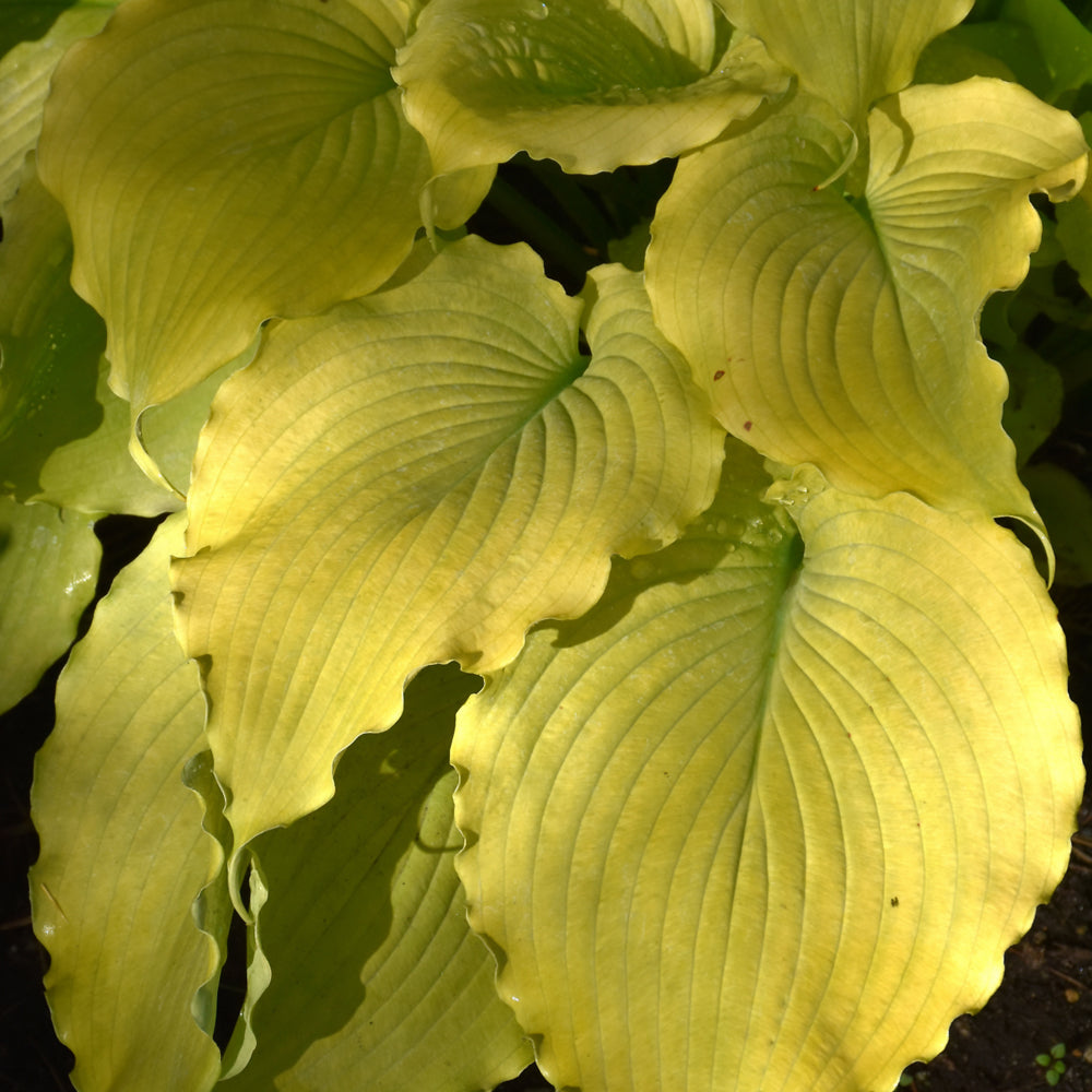 Shadowland® Echo The Sun Hosta