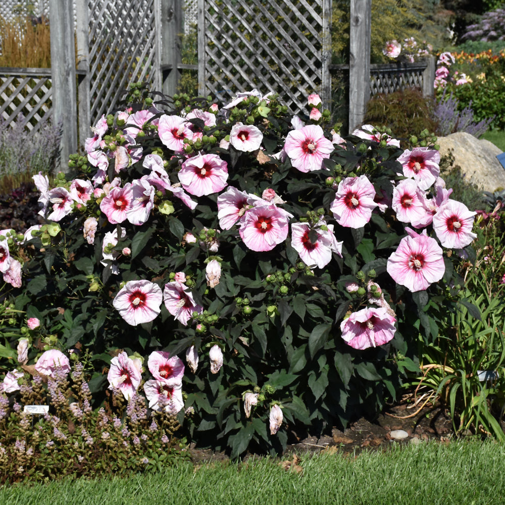 Summerific® Cherry Choco Latte Hibiscus