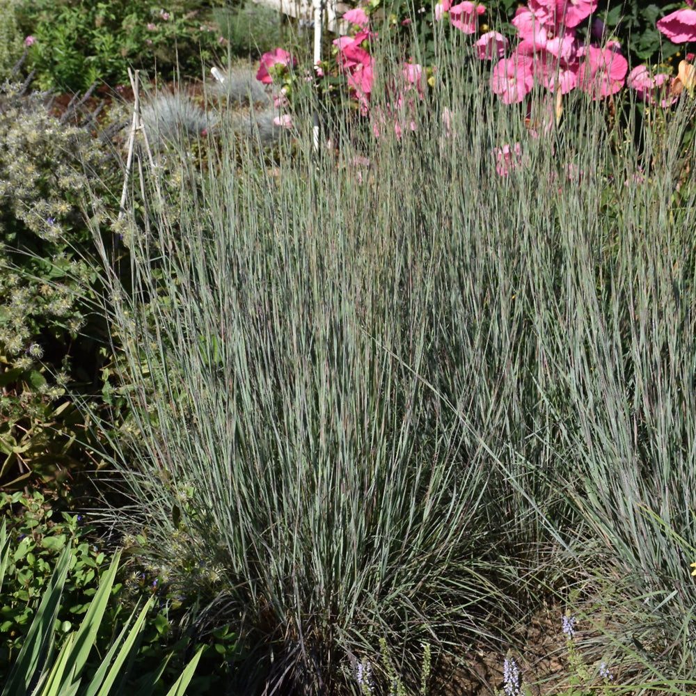 Schizachyrium scoparium 'Blue Heaven'